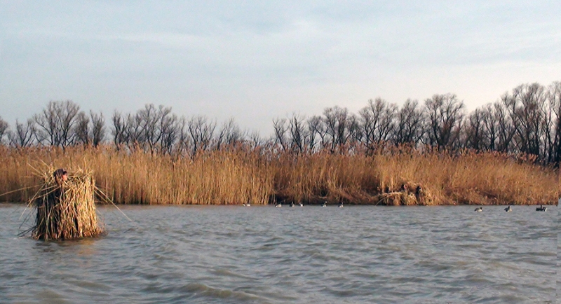 Duck Hunting in Serbia